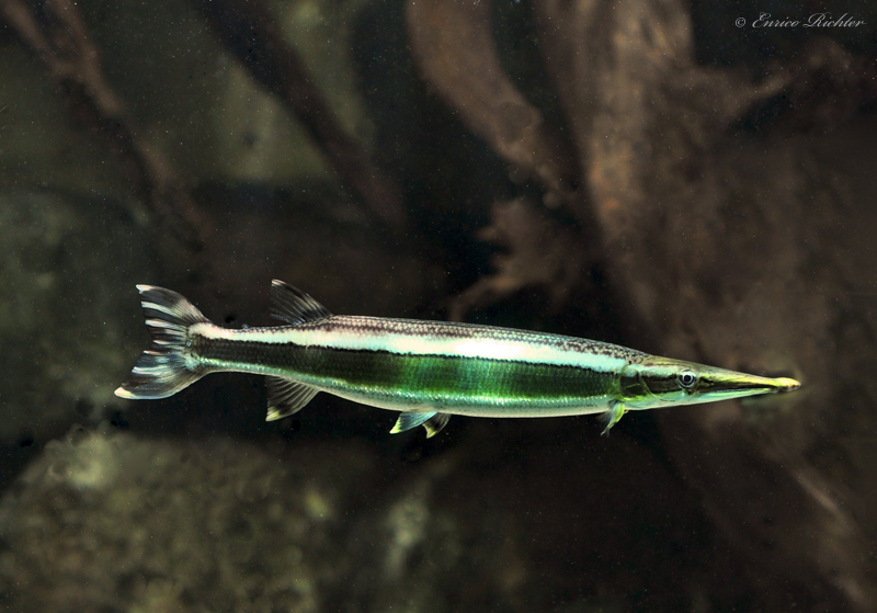 Adult individual in the aquarium.