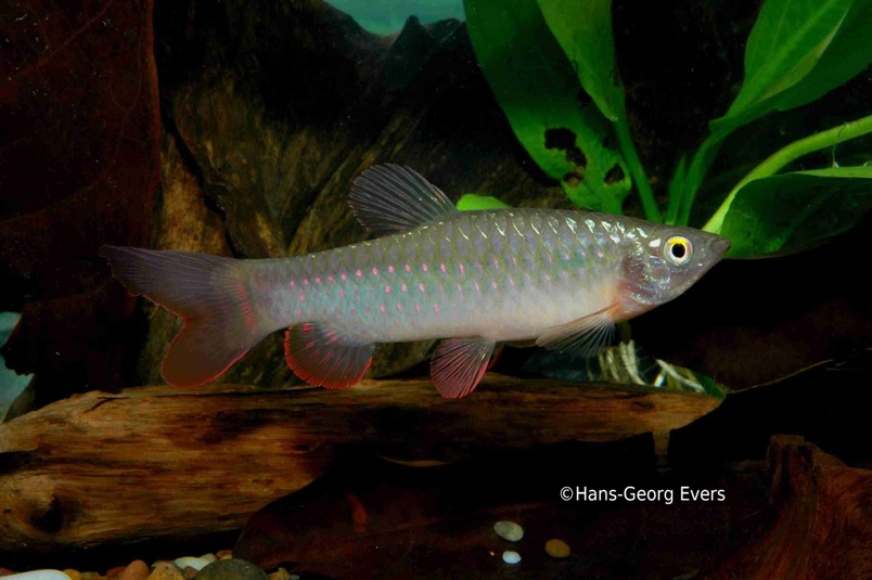 Male individual.