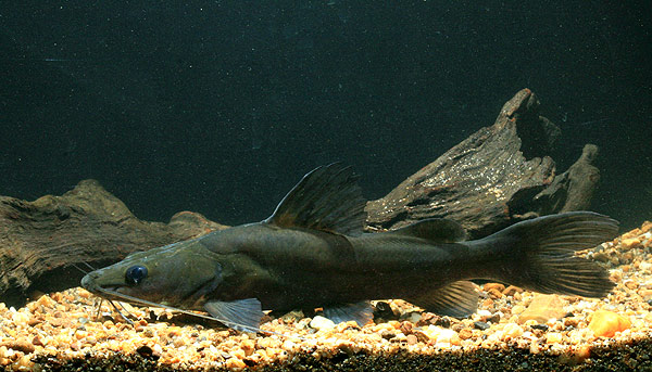 Subadult specimen from the Mekong basin in Thailand.