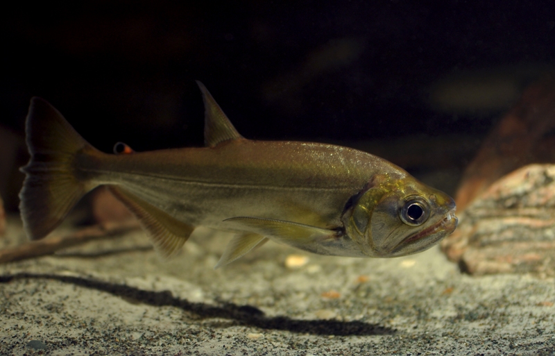 Subadult measuring 220 mm SL.