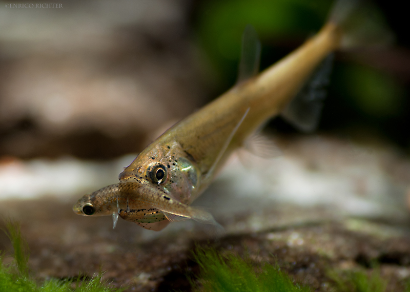 Juvenile eating a live swordtail, Xiphophorus hellerii...