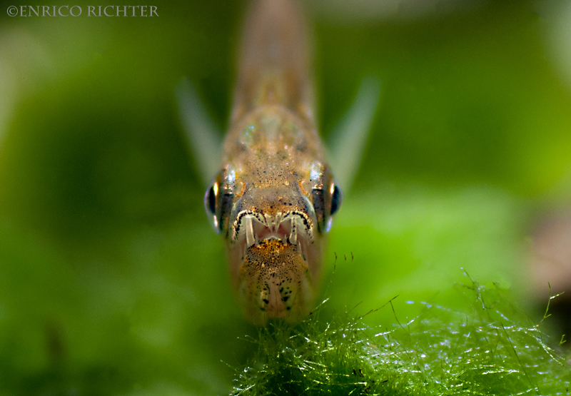 Frontal view of juvenile detailing the impressive dentition even at a size of just 50 mm SL.