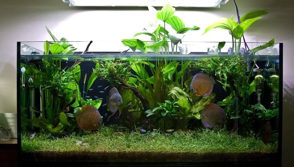 The dream, a superb-looking display full of healthy plants and fishes