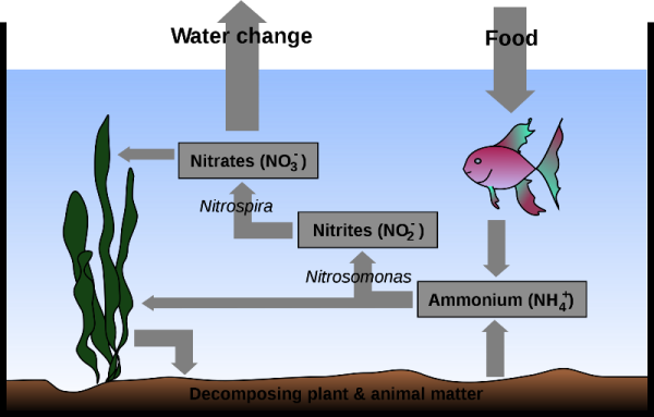 It's important to understand the nitrogen cycle when setting up an aquarium