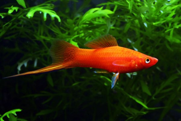 Despite what some may tell you, live fishes should not be added until the aquarium is fully-cycled