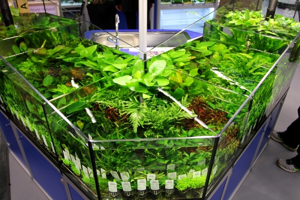 Live plants are useful since they consume nitrate