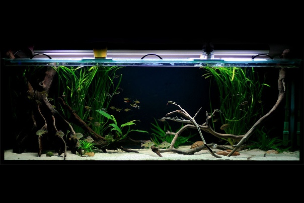Once your tank is cycled livestock can be added, but you should continue to test the water regularly