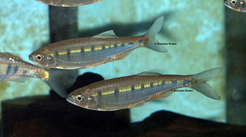 Wild -collected adult specimens.