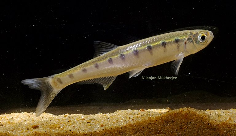 Another individual from the Sankosh River.