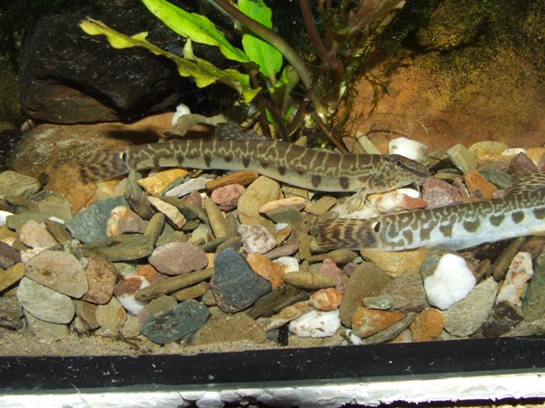 C. sp. 2 has been traded as Cobitis chinensis in the past