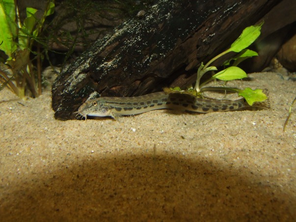 Male of C. sp. 3
