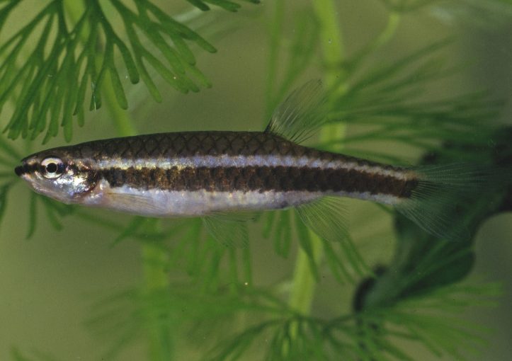 Adult female.