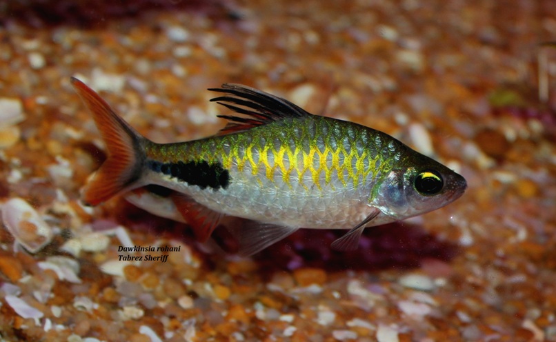 Non-nuptial adult male.