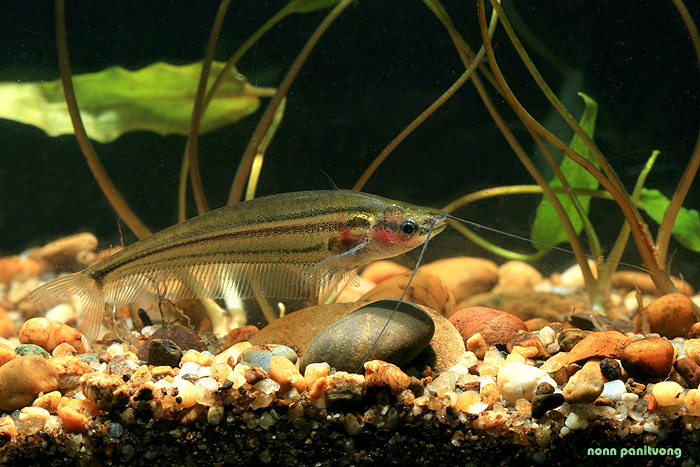 Specimen from southern Thailand.