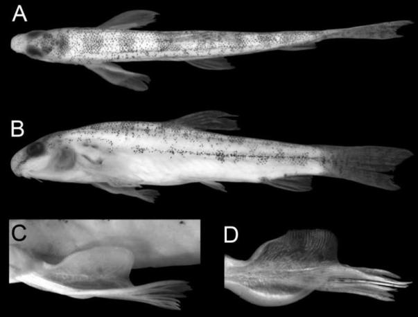 The lamina circularis is depicted in these images of Lepidocephalichthys zeppelini as follows: (C) lamina circularis on pectoral-fin, and (D) medial view of pectoral-fin removed from paratype showing lamina circularis