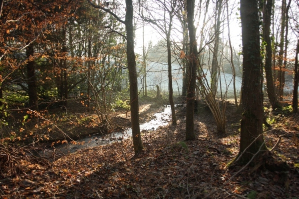 Beech woods in Cambusnethan, Scotland. Beech is aquarium-safe and easy to collect and use