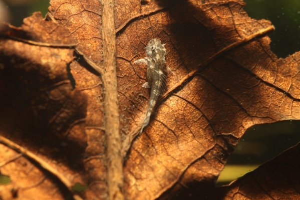 Leaf litter may also provide a source of food for the fry of some species, such as this Dekeyseria brachyura