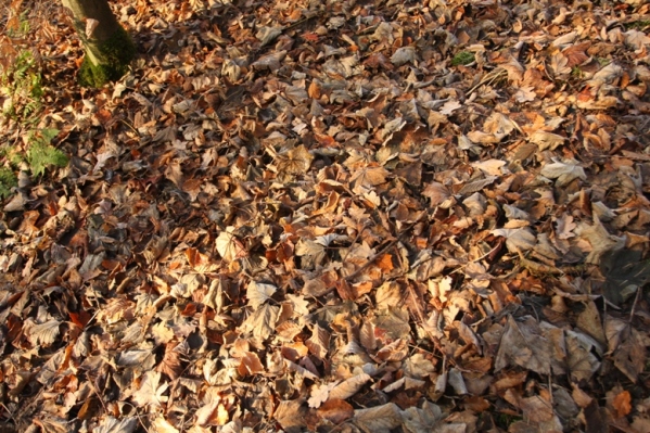 Leaves are best-collected when freshly-fallen in autumn, though care must be taken to identify them correctly