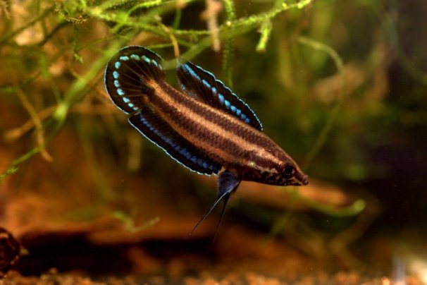 Leaf litter can be used to replicate the natural habitat of certain fishes, such as Parosphronemus spp
