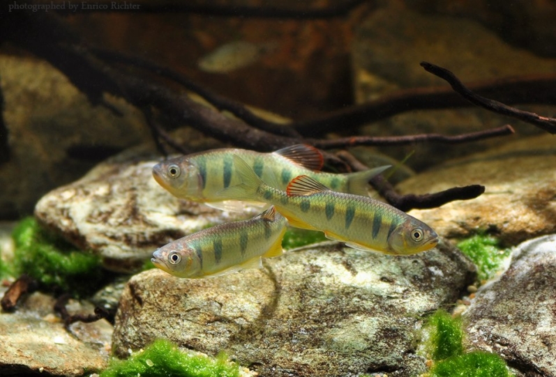 Adult group in the aquarium.