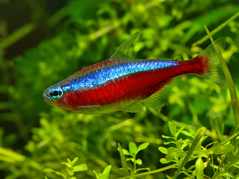 Adult female.