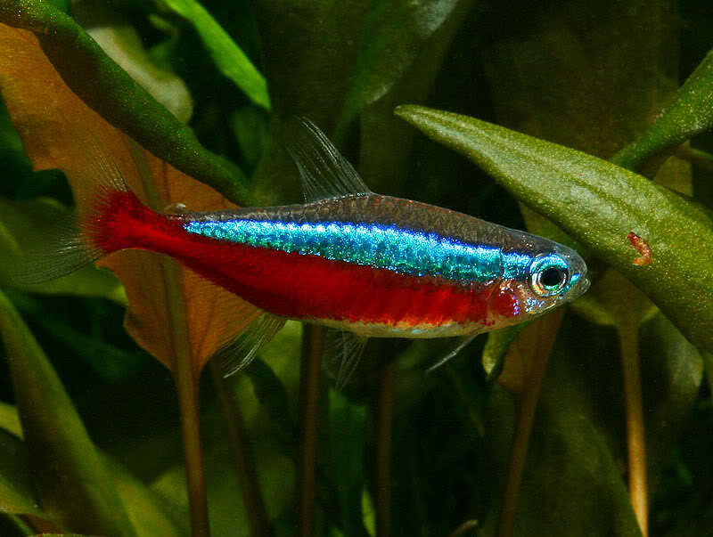 This species should ideally be offered small live foods on a regular basis.