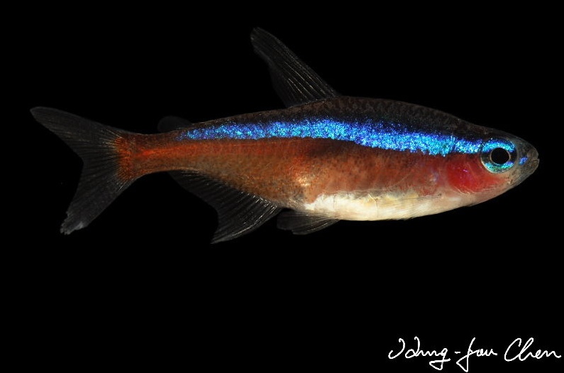 Adult male with slight damage to the lower caudal-fin lobe.