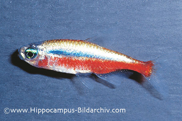 P. axelrodi 'platinum' is not usually available in numbers with one or two specimens sometimes arriving among batches of normally-coloured fish.