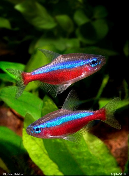 Adult pair, female upper.