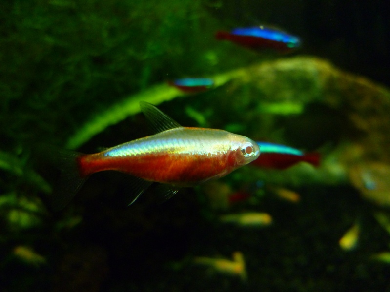 Semi-albino 'gold' ornamental strain.