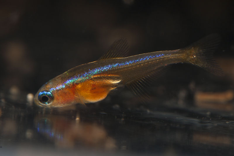 Captive-bred juvenile at 4 weeks of age with blue lateral stripe clearly visible.