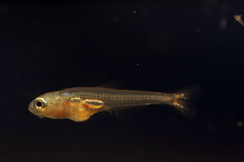Captive-bred fry at 3 weeks of age.