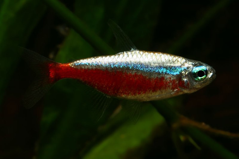 The presence of metallic gold scales in P. axelrodi 'platinum' is a naturally-occurring phenomenon (see 'Notes').