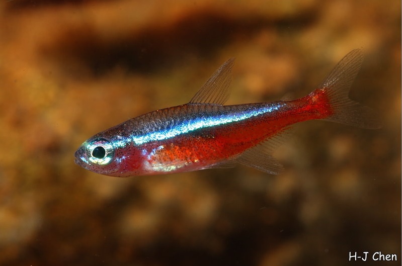 Young adult specimen.