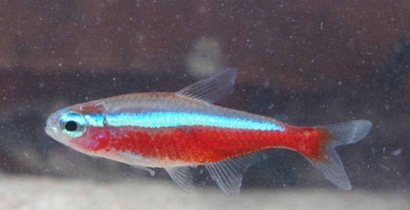 Freshly-collected wild specimen from the rio Negro basin.