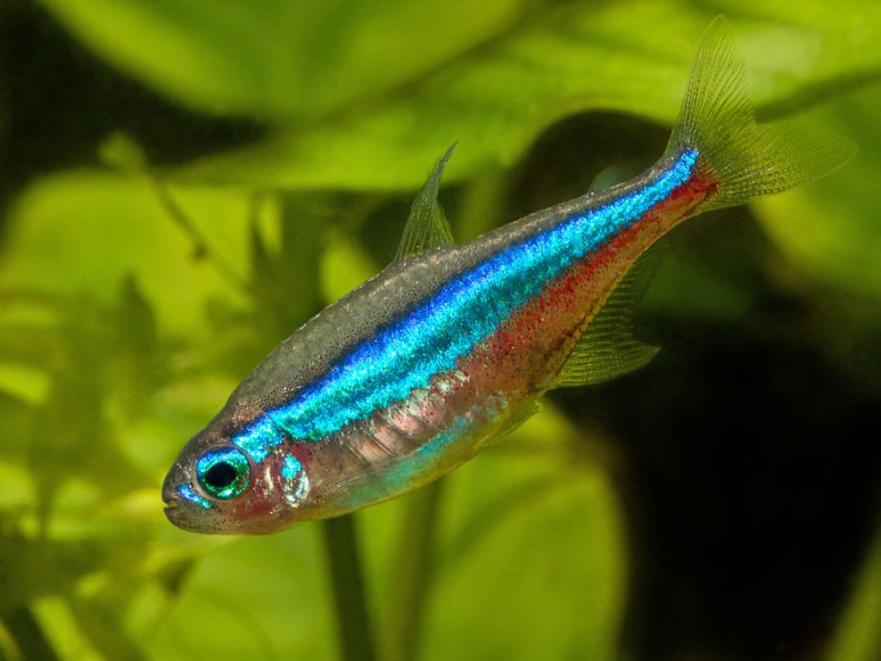 Adult female individual.