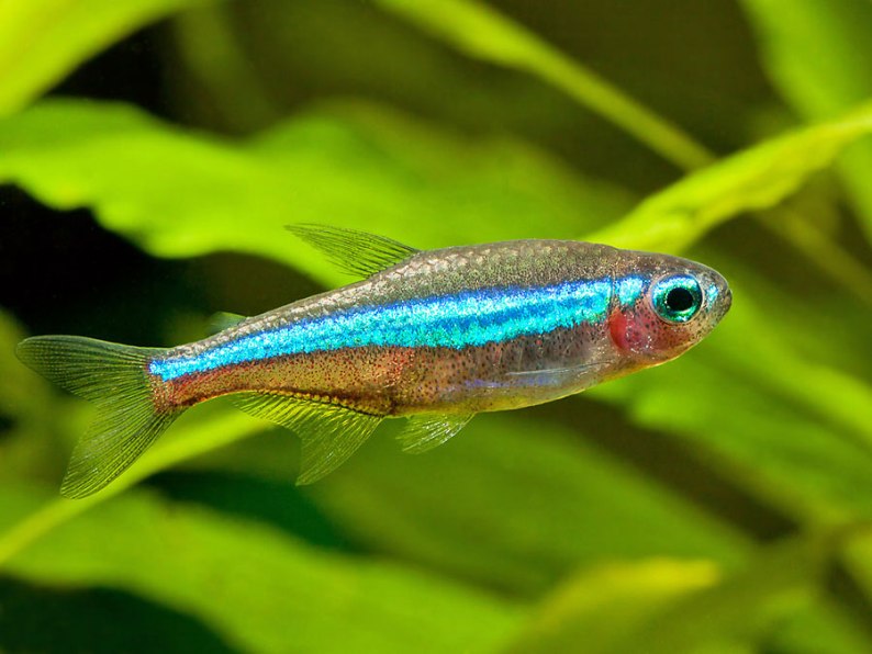 Adult male.