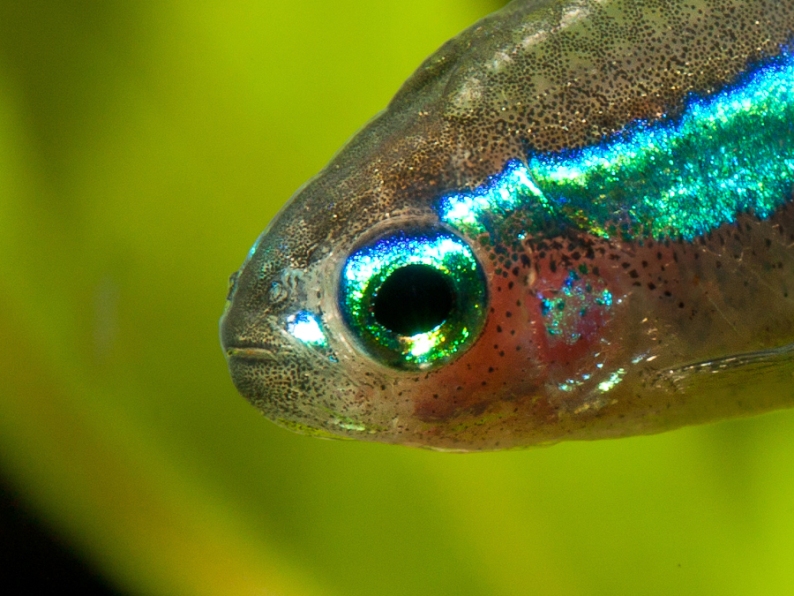 Head detail.
