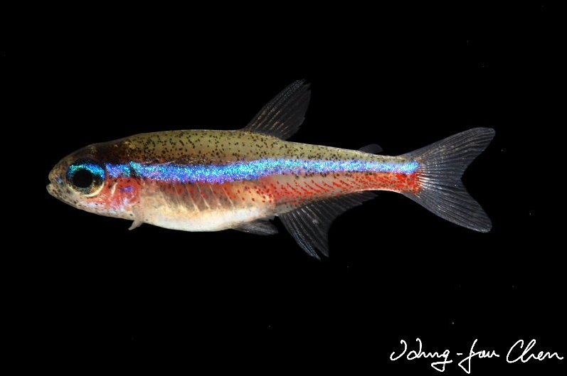 Another young specimen.