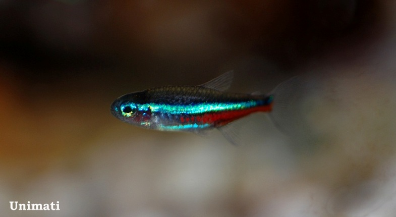 Once acclimatised P. simulans is every bit as attractive as its better-known congeners.
