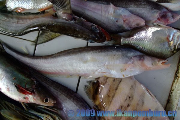 Specimen on sale at a fish market in West Kalimantan (Kalimantan Barat) province, Indonesia (Borneo).