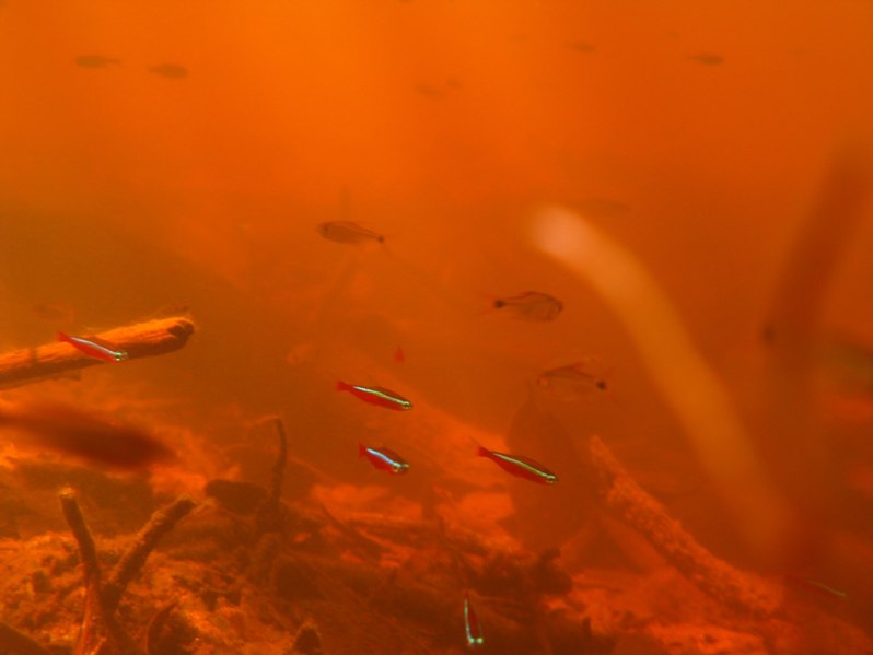 Wild specimens in their natural habitat; rio Aturia, rio Negro basin, Brazil.