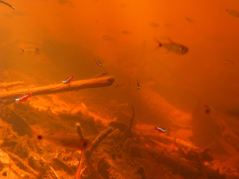 In the rio Negro basin the water tends to be stained with humic substances as here, but this species is also found in habitats with clear, transparent water.