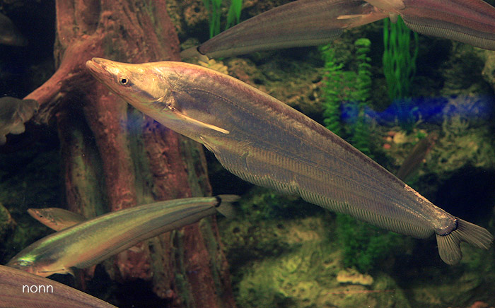 Young adult specimen from Thailand in the aquarium.