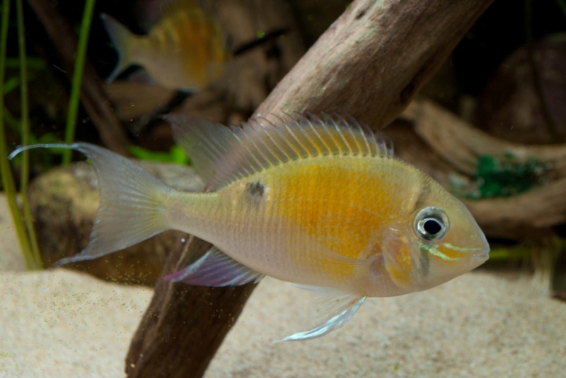 This species often develops filamentous extensions to the caudal-fin lobes as it matures.