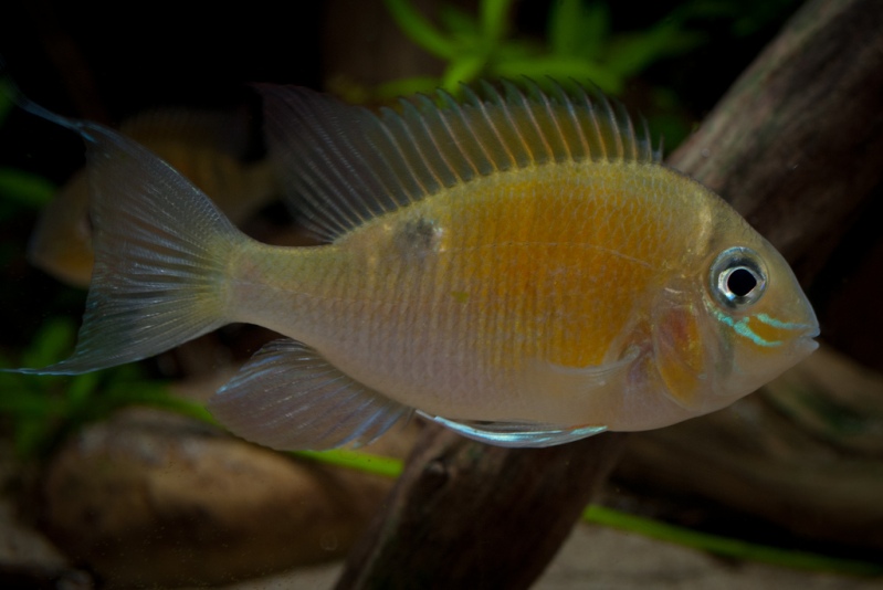Adult individual from the U.S. aquarium trade.