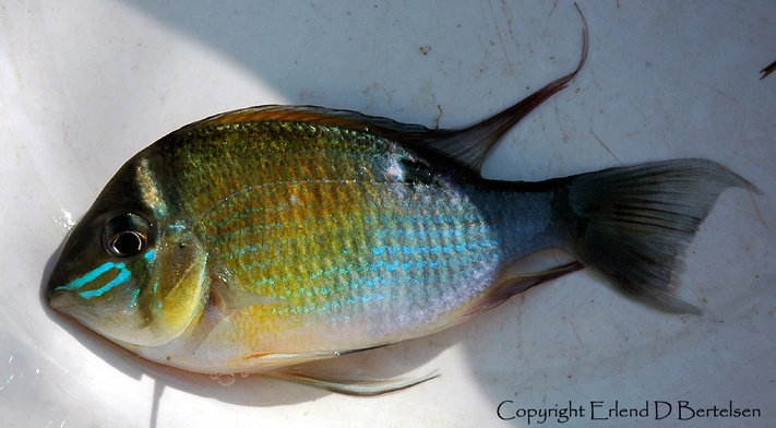 Freshly-collected adult from the Río Nanay, Peru.