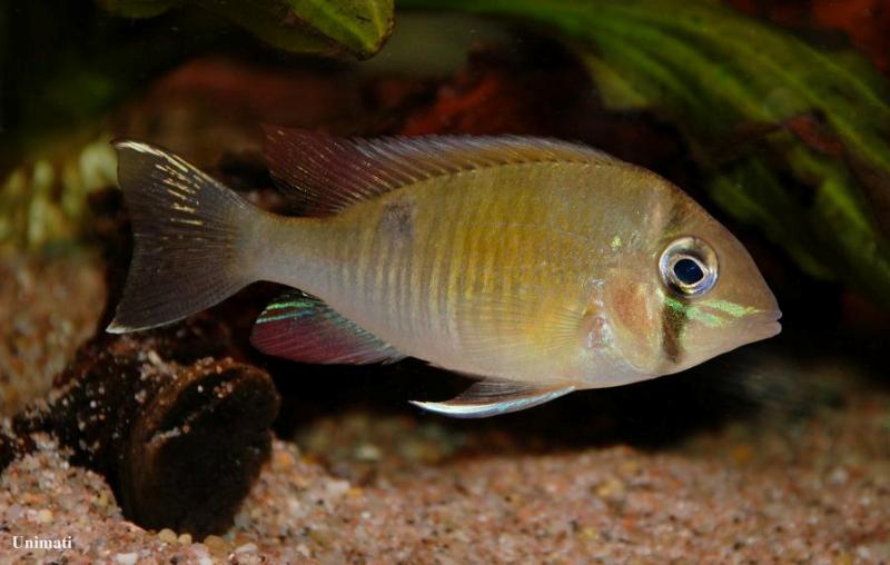 Young adult specimen from the Danish aquarium trade.