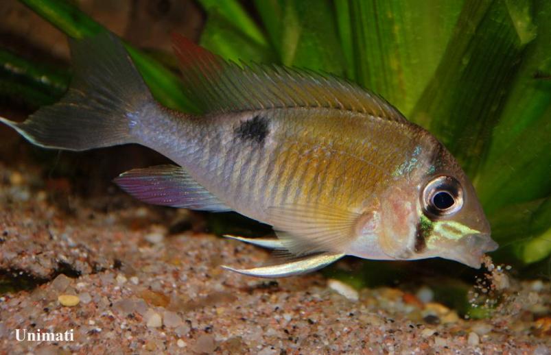 Biotodoma species normally feed by taking mouthfuls of substrate which are sifted for edible items before the remainder is ejected.