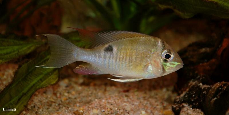 Subadult from the Danish aquarium trade.